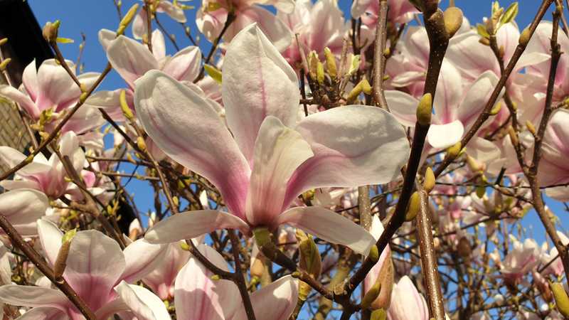 Magnolia